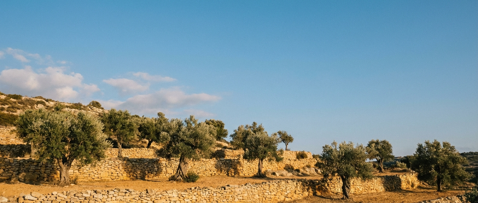 Olive grove in Cyprus